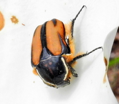 Trichostetha signata