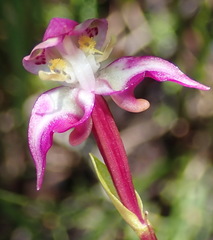 Disperis paludosa