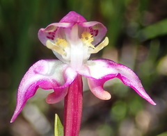 Disperis paludosa
