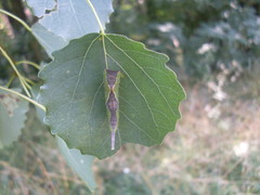 Cerura