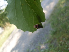 Cerura