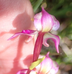 Disperis paludosa
