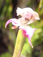 Disperis paludosa