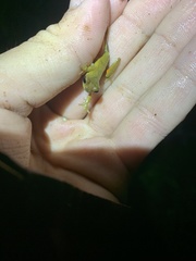 Dendropsophus parviceps