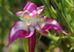 Disperis paludosa