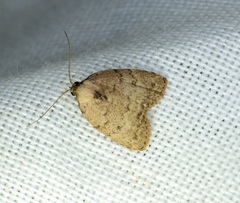 Anachrostis