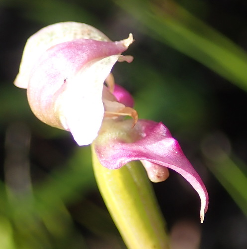 Image of Disperis paludosa by (c) Nicola van Berkel, some rights reserved (CC BY-SA)