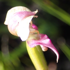 Disperis paludosa