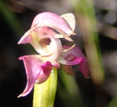 Disperis paludosa