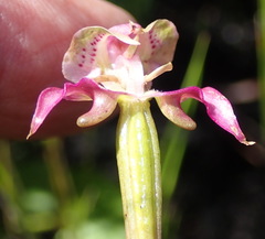 Disperis paludosa