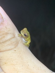 Dendropsophus parviceps