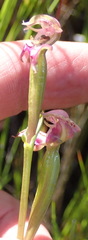 Disperis paludosa