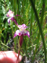 Disperis paludosa