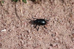 Timarcha tenebricosa