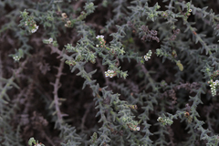 Heliotropium kotschyi