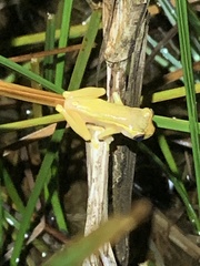 Dendropsophus bifurcus