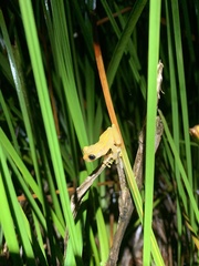 Dendropsophus bifurcus