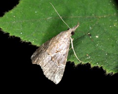 Hypena laceratalis