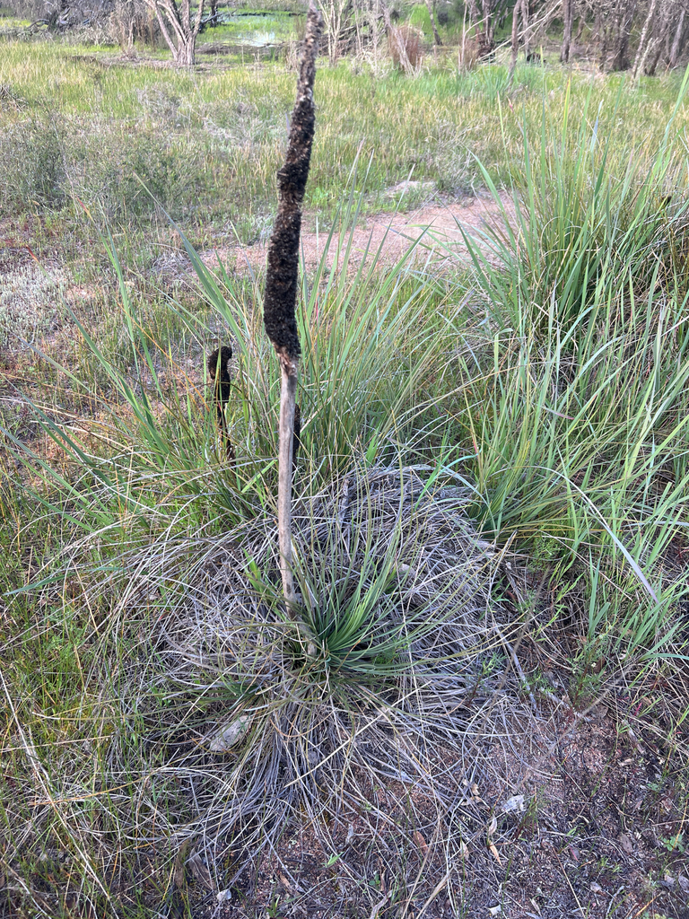 Xanthorrhoea brevistyla D.A.Herb.