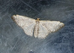 Idaea costiguttata