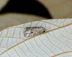 Schrankia bilineata