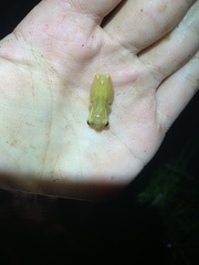 Dendropsophus bifurcus