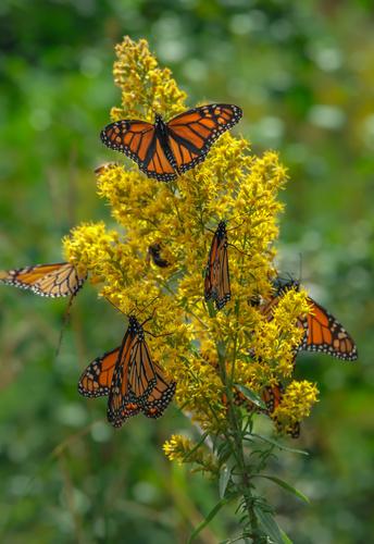 Monarch photographed in Minnesota