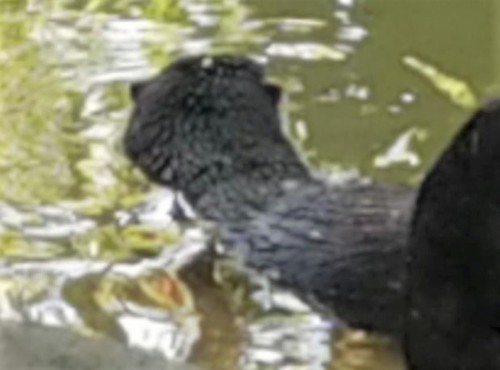 North American River Otter photographed in Ohio