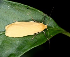 Manulea fuscodorsalis