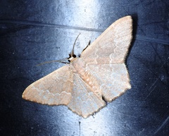 Maxates hemitheoides-lactipuncta-microdonta