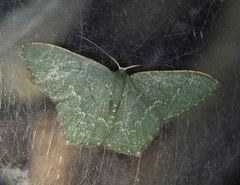 Maxates hemitheoides-lactipuncta-microdonta