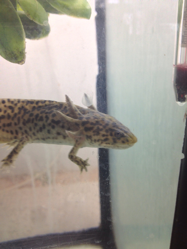 Ambystoma andersoni