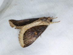 Ercheia cyllaria