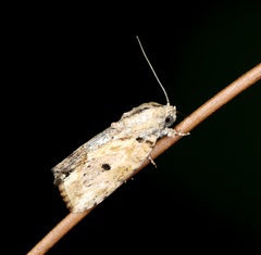 Etanna breviuscula