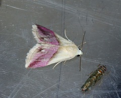 Eublemma cochylioides