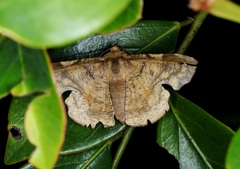 Fascellina chromataria