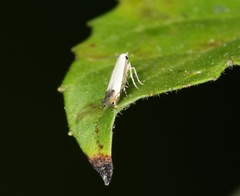 Proleucoptera