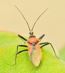 Rhynocoris segmentarius