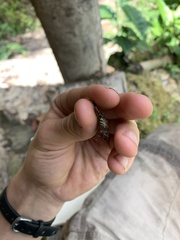 Pristimantis diadematus