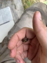 Pristimantis diadematus