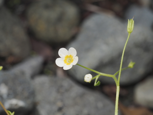 Sitka Mistmaiden (Romanzoffia sitchensis)