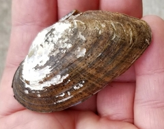 Alasmidonta marginata