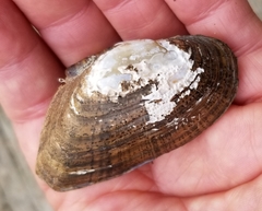 Alasmidonta marginata