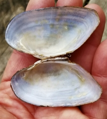 Alasmidonta marginata