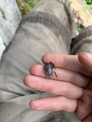 Pristimantis diadematus