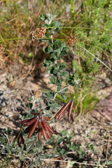 Indigofera mauritanica