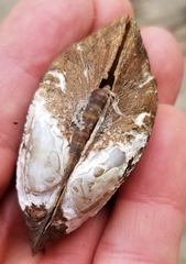 Alasmidonta marginata