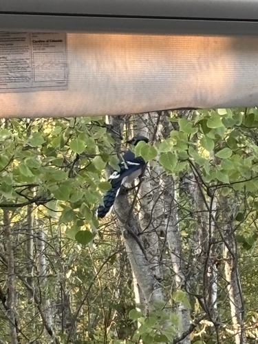 Blue Jay
