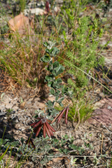 Indigofera mauritanica