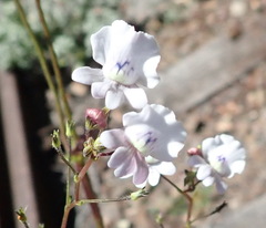 Nemesia elata